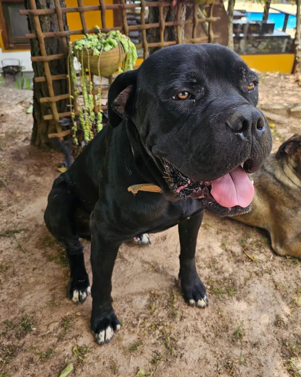 Filhote de Cane Corso  - Foto 4