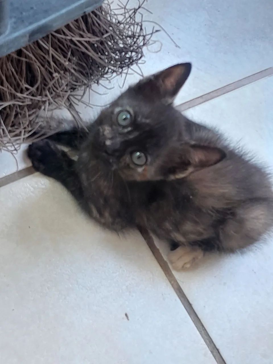 Doação Gatinhos - Foto 4