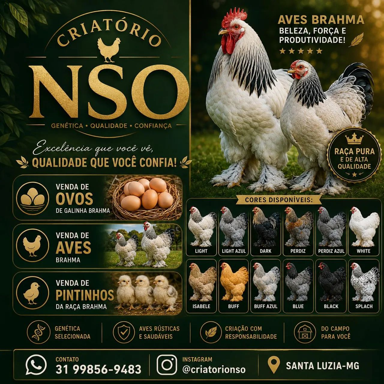 Aves e ovos de brahma