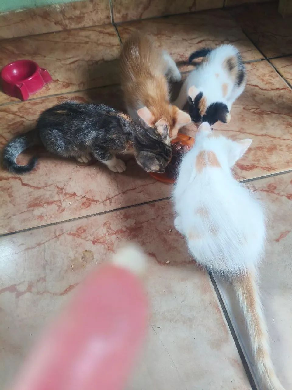 Gatinhos para adoção?
