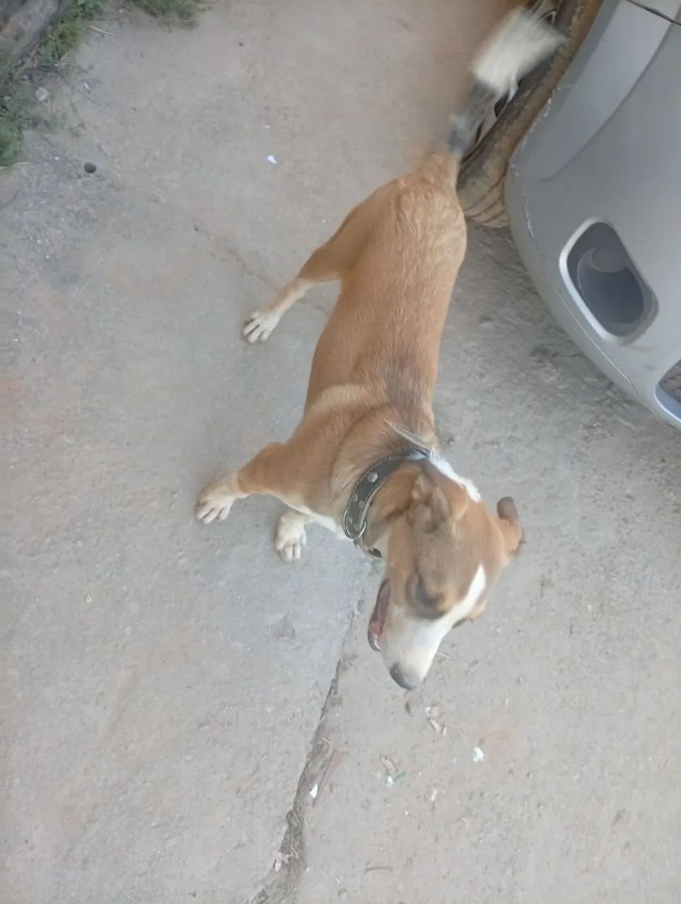 Fila com labrador 