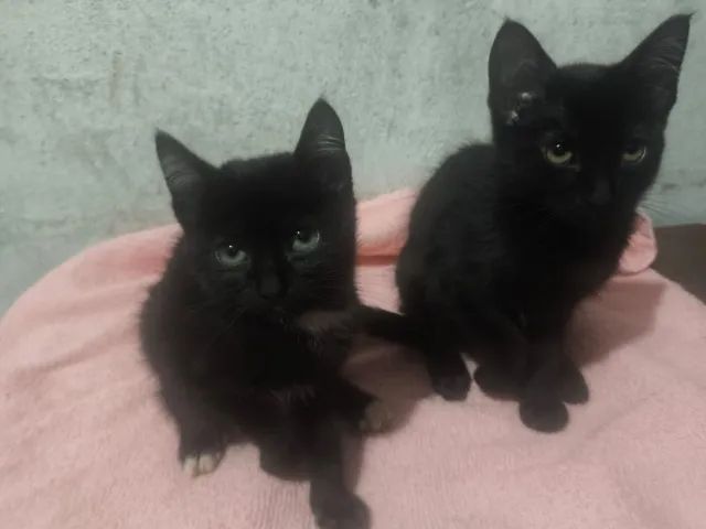 DOAÇÃO - Foto 3