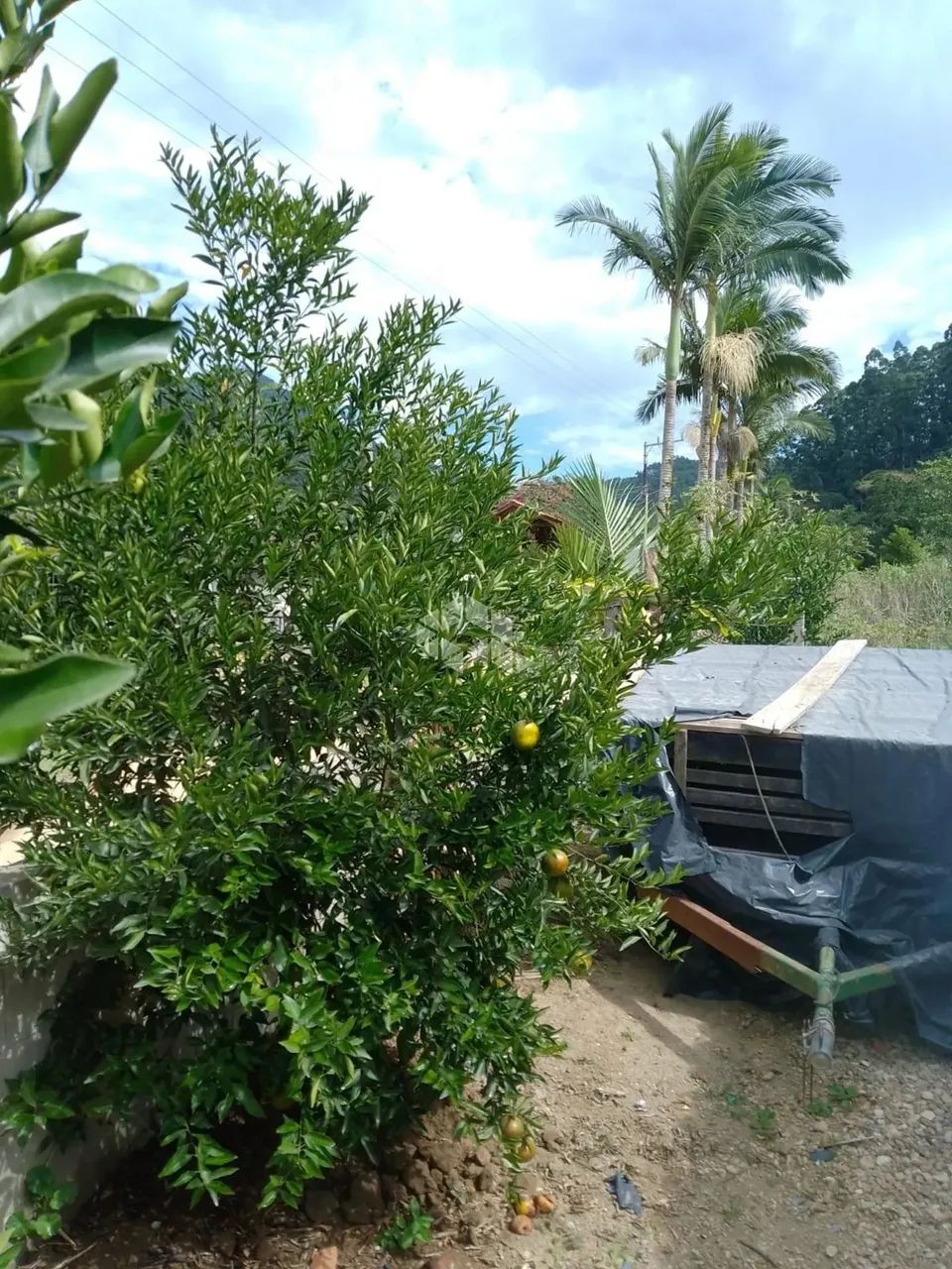 CHÁCARA NA ÁREA RURAL DE CANELINHAS- SC - 7 km do centro da cidade. - Foto 4