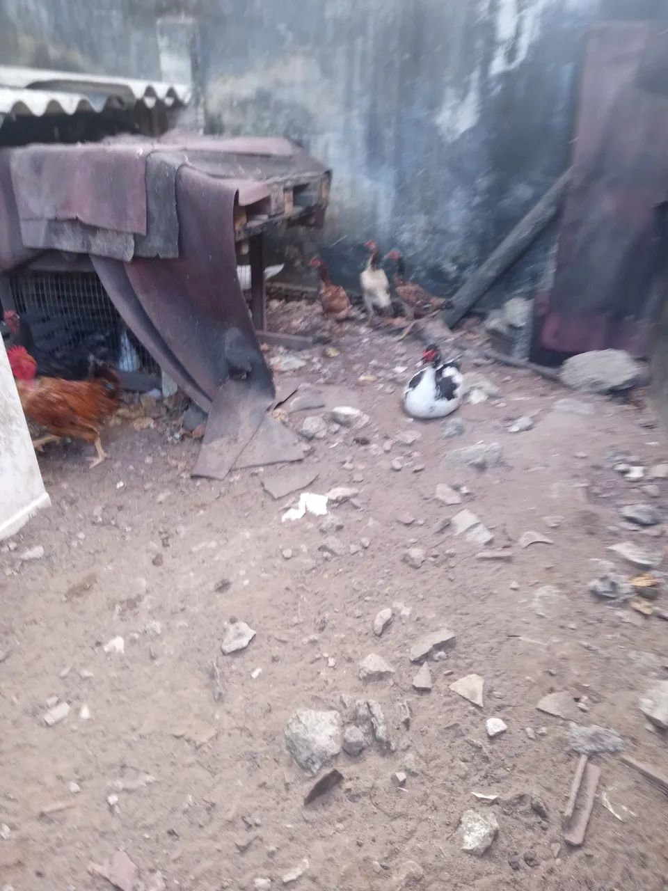 Galinha e pato  - Foto 4
