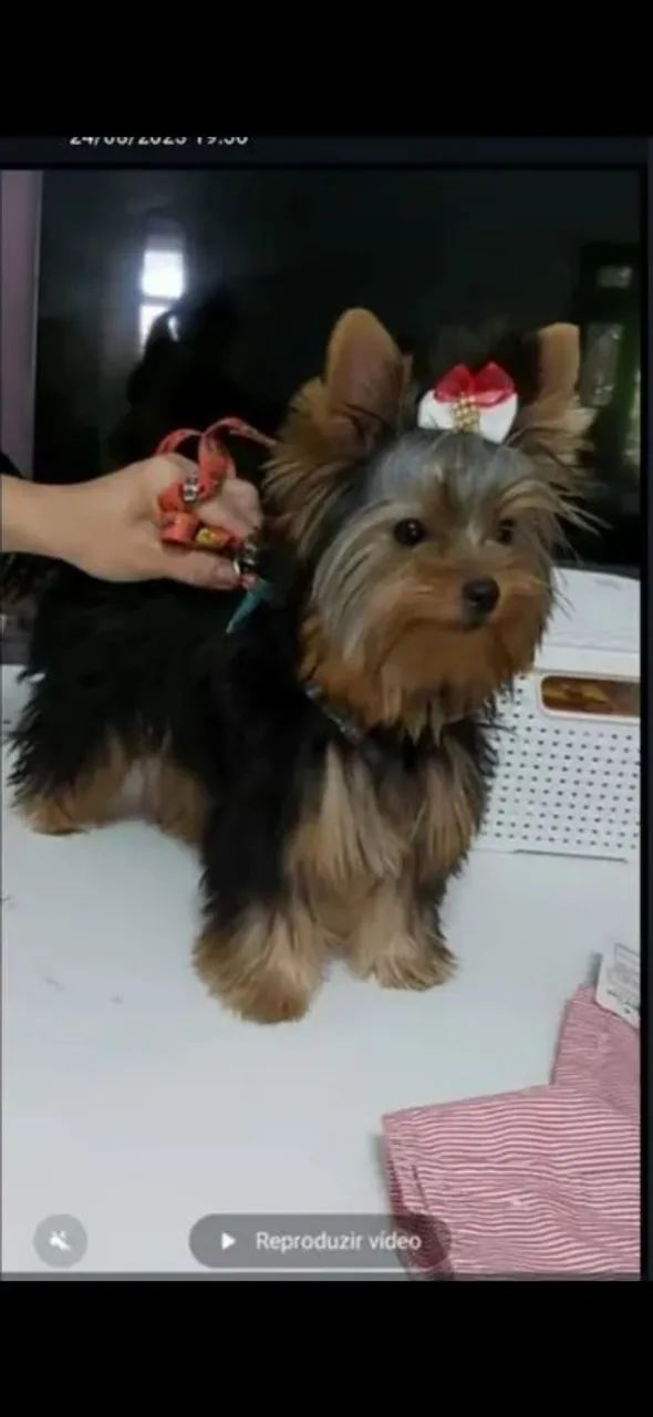 Lindos filhotes mine  de Yorkshire Terrier. - Foto 3
