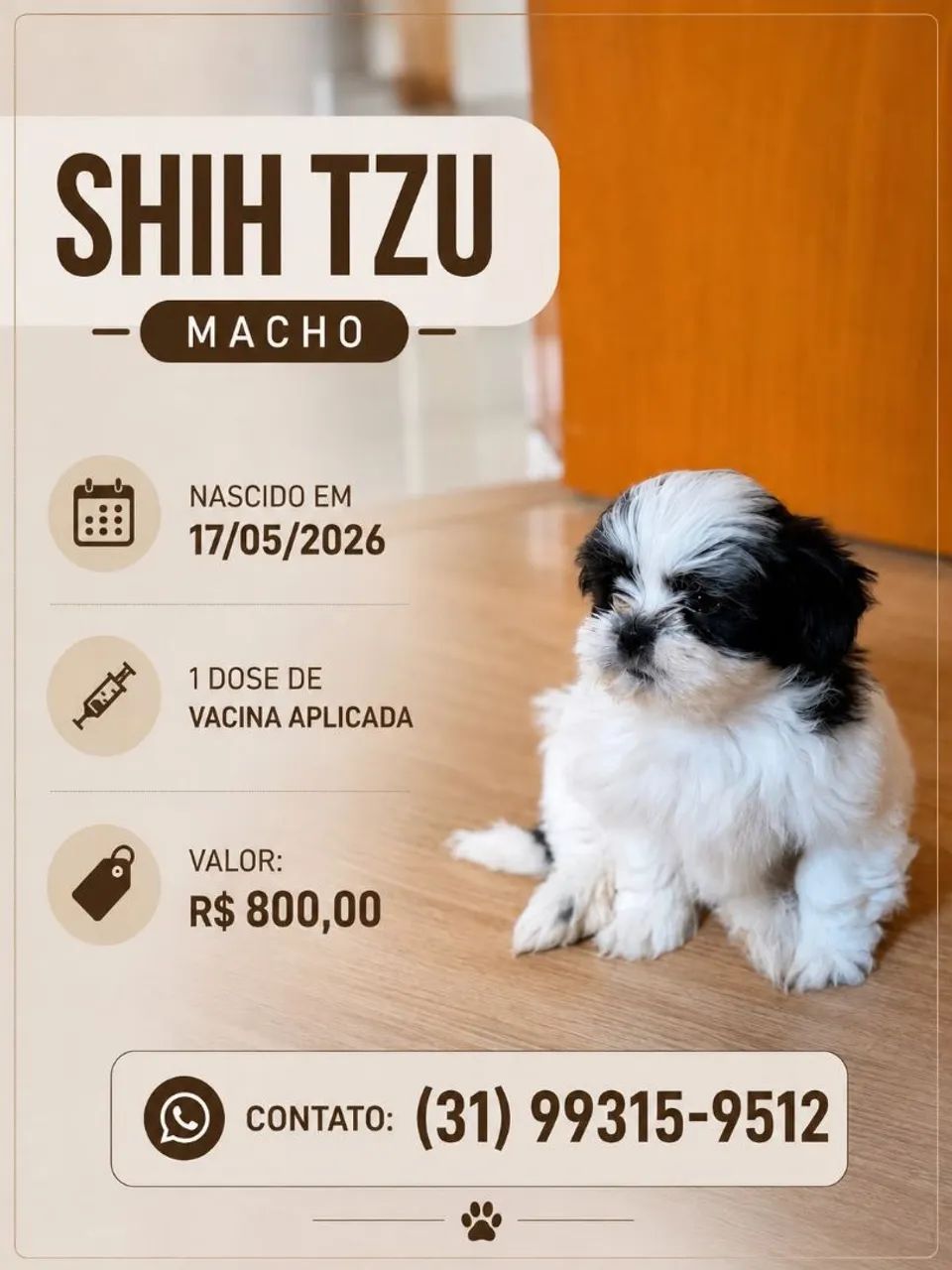 Filhote Macho Shih Tzu