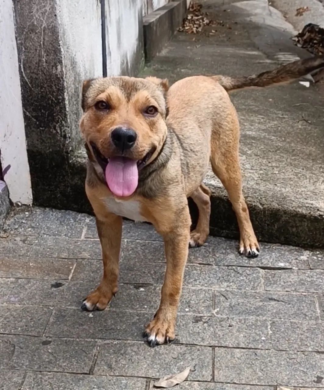 DOA-SE A MEL (COMPANHEIRA E GUARDA) - Foto 5