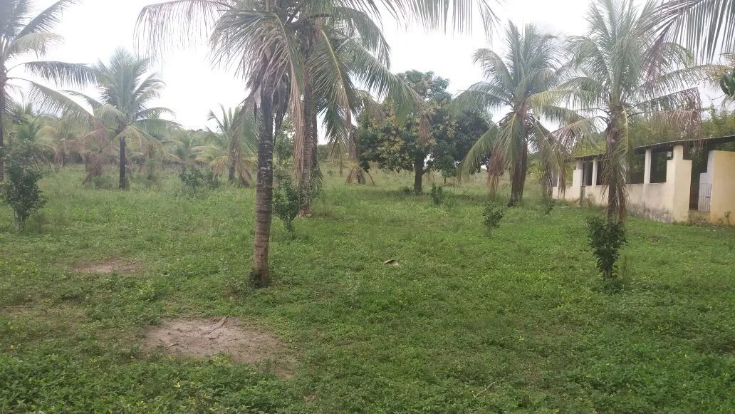 Sítio em Esplanada-BA - Foto 4