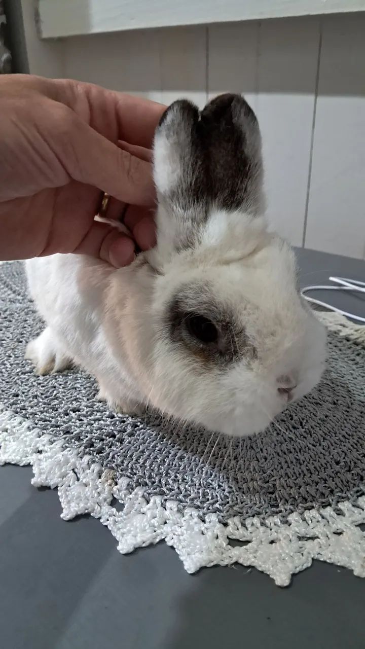 Coelho macho   150 reais 