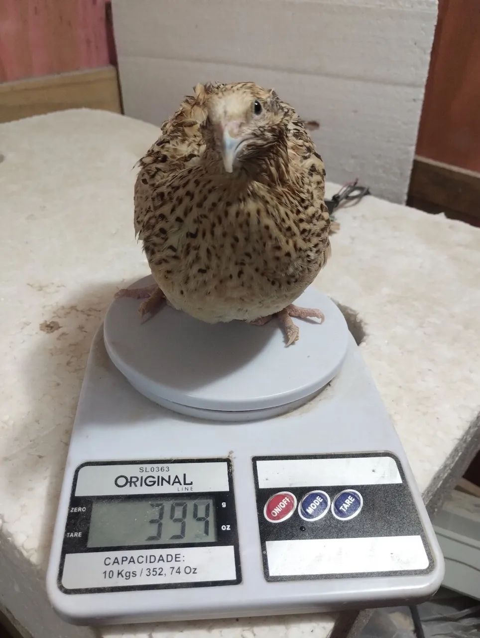 Pintinho de codorna gigante - Foto 4