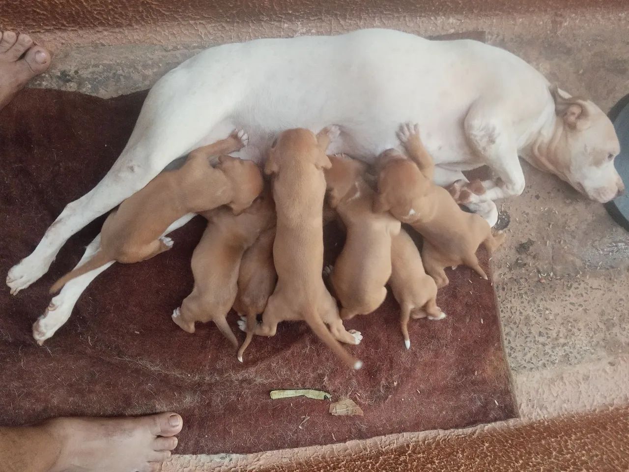 Pitbull  - Foto 4