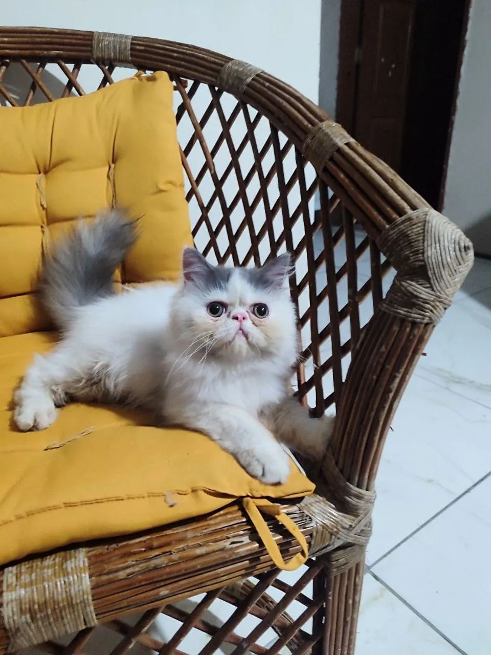 Gato persa  - Foto 4
