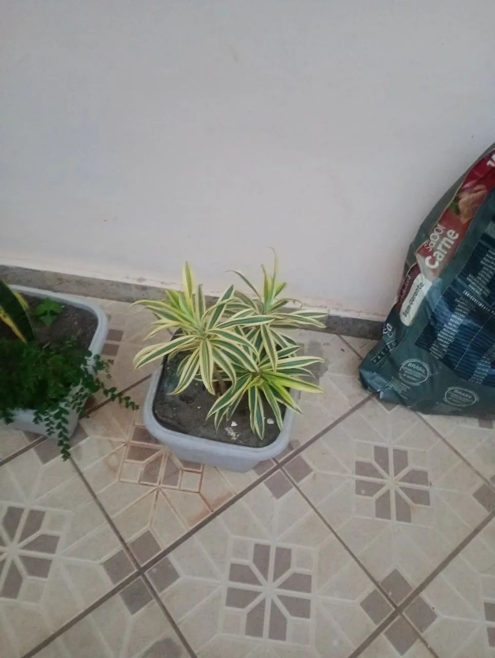 Planta dracena