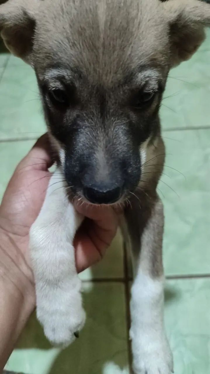 cães para adoção  - Foto 3