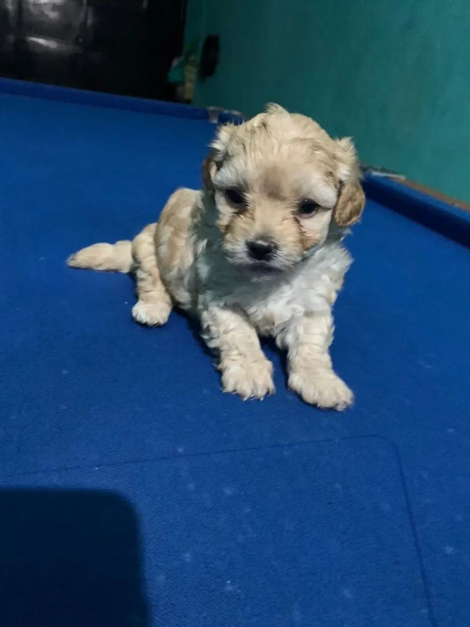 Filhotes Lhasa apson  - Foto 2