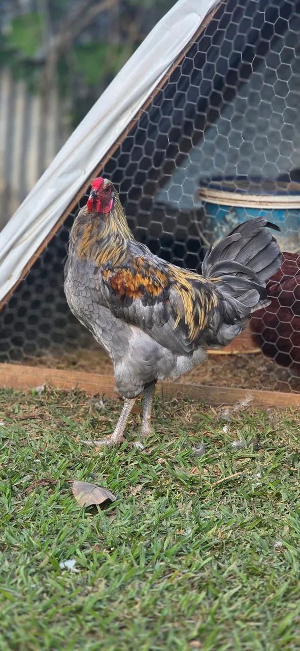 Galos da genetica de ovos verdes. - Foto 6