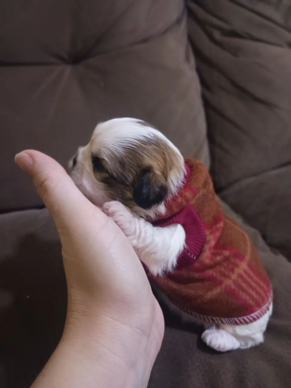 Shih Tzu macho