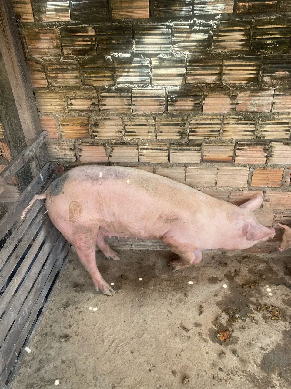 Vende se matriz - Foto 2