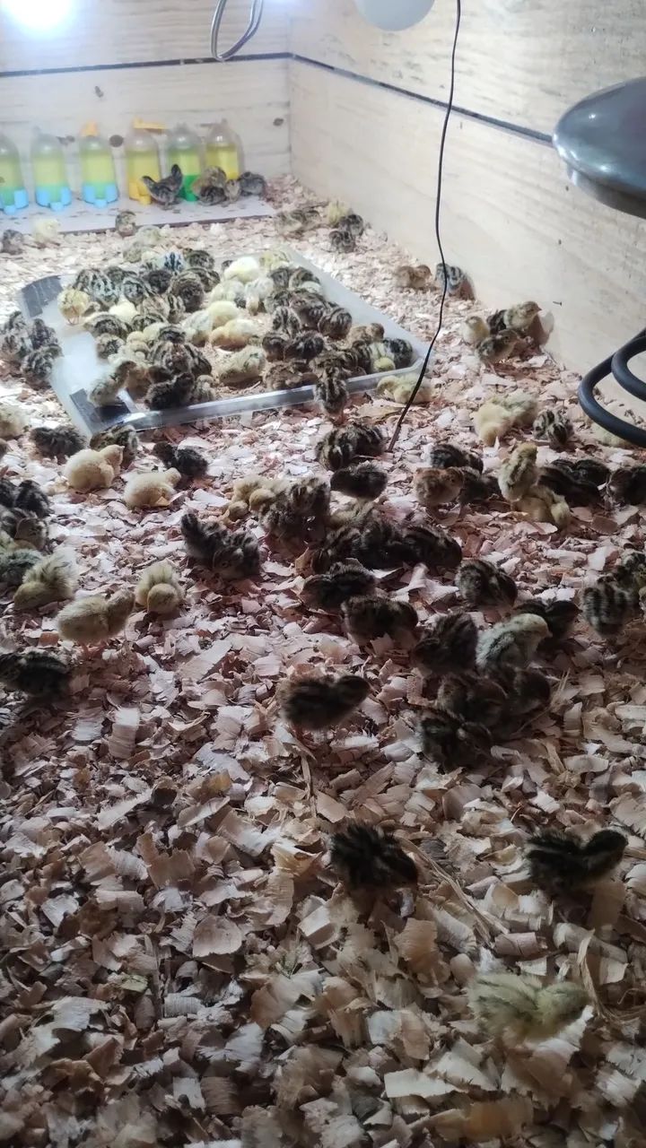 Codorna gigante - Foto 2