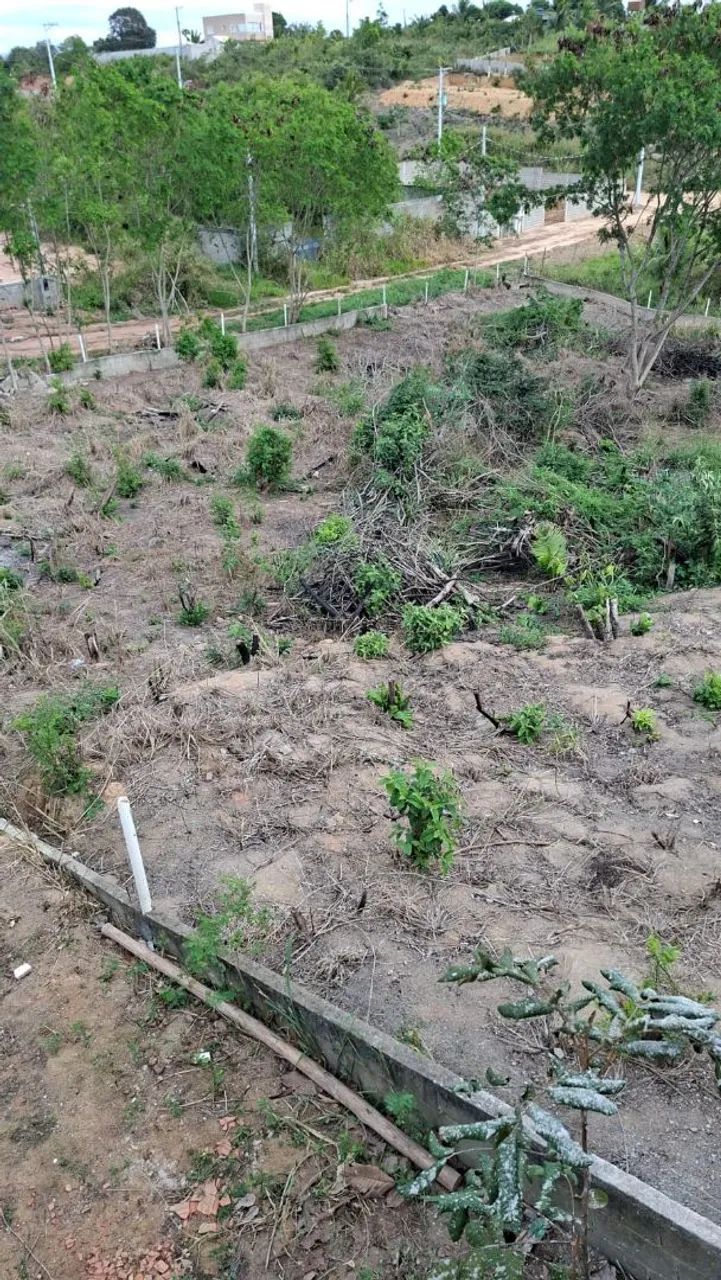 TERRENO PONTA DA FRUTA  - Foto 5