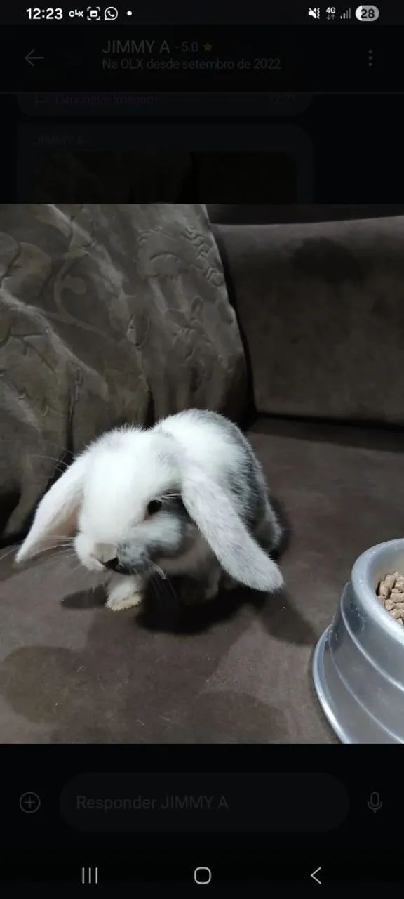 Coelho Mini Lion e Mini Lop   - Foto 4