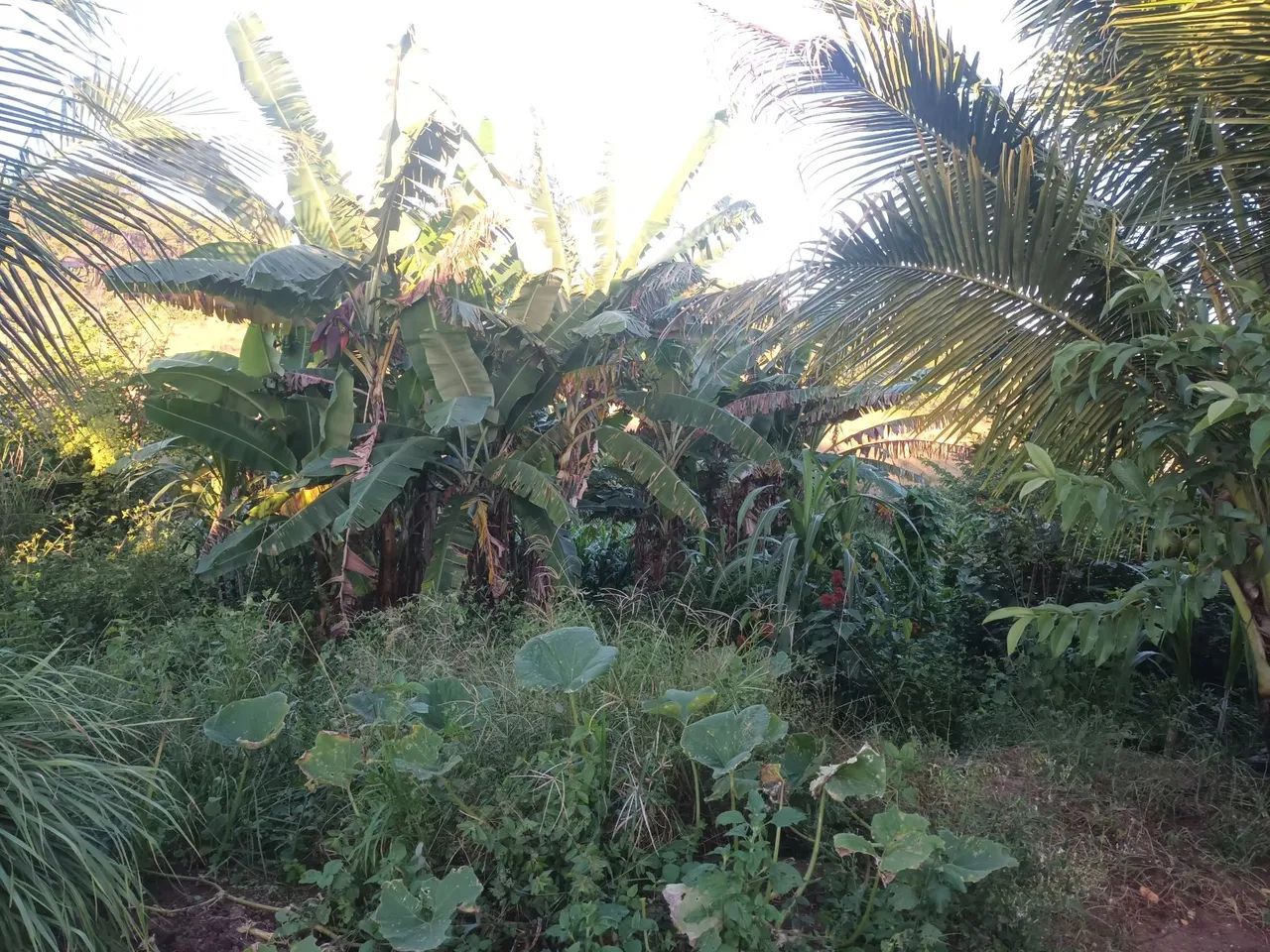 Sítio com grande área a venda  - Foto 3