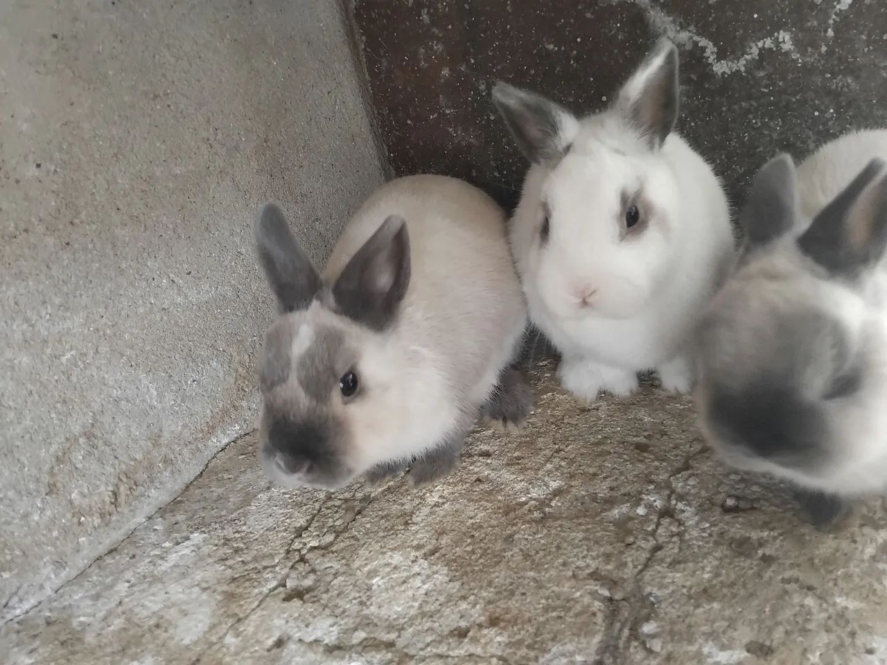 Coelhos ? netherland 