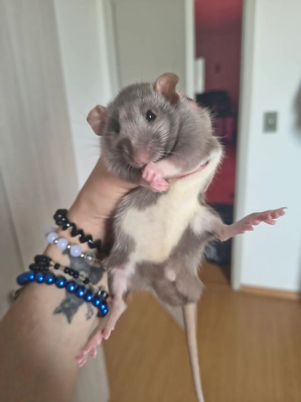 Rato Twister  - Foto 2