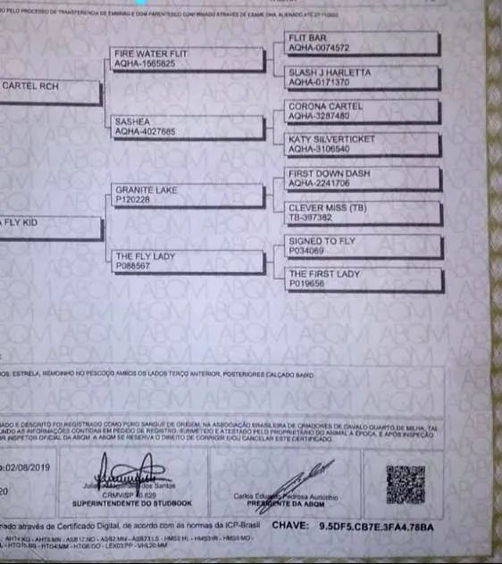 Potro Quarto de Milha  - Foto 2