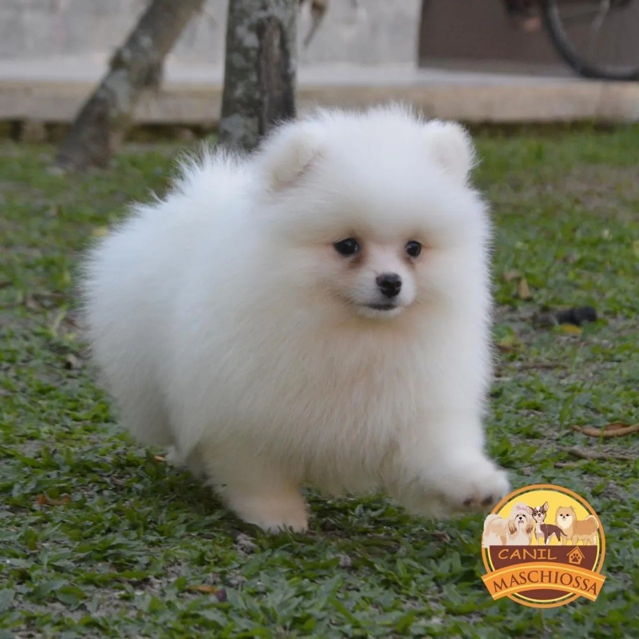 Spitz Alemão. Pedigree CBKC. - Foto 5
