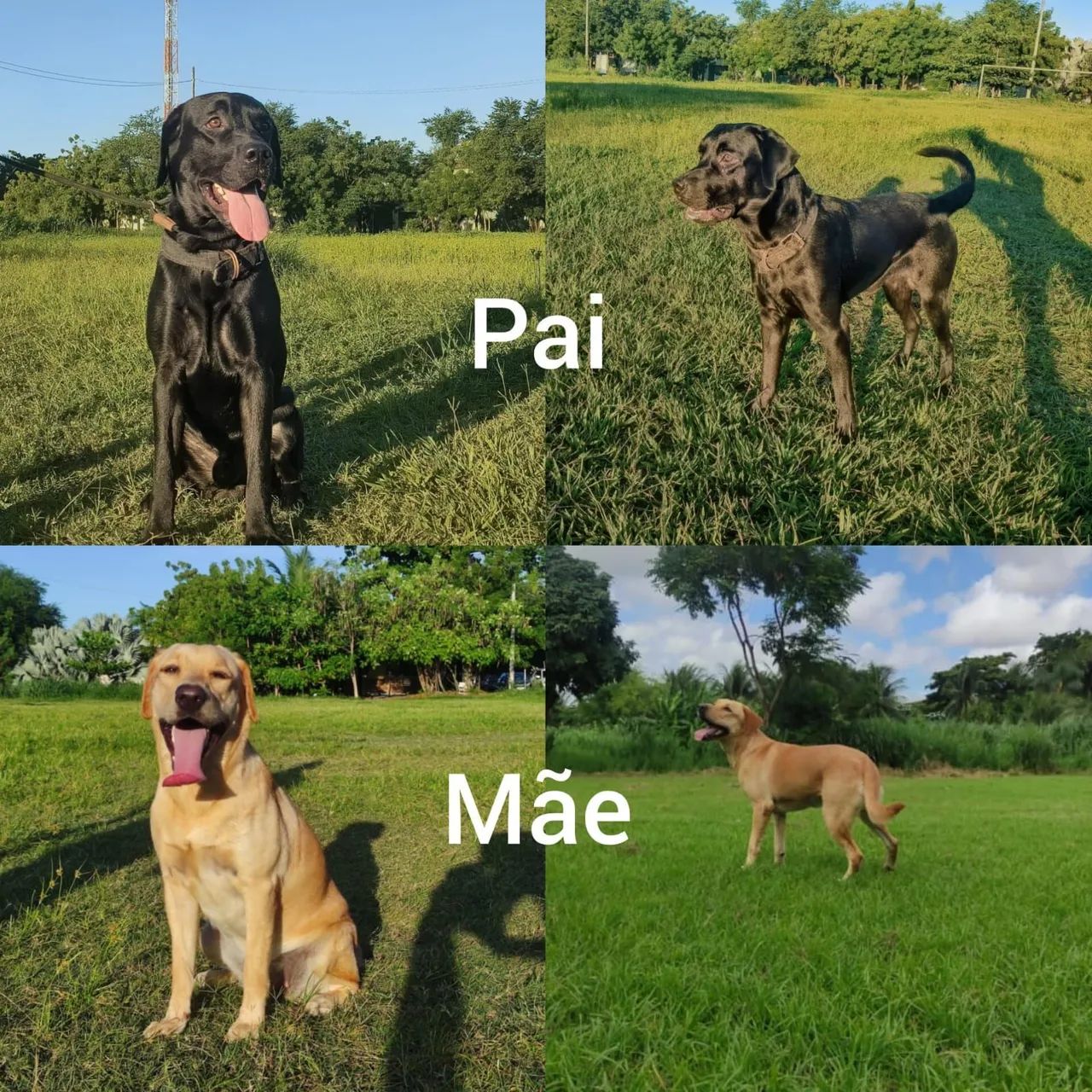 Labrador à venda - Foto 2