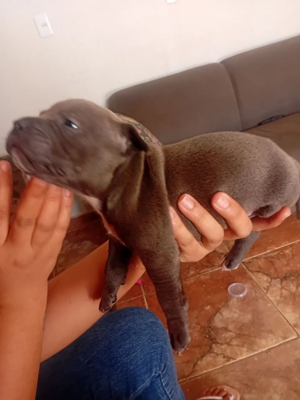 American bully  - Foto 3
