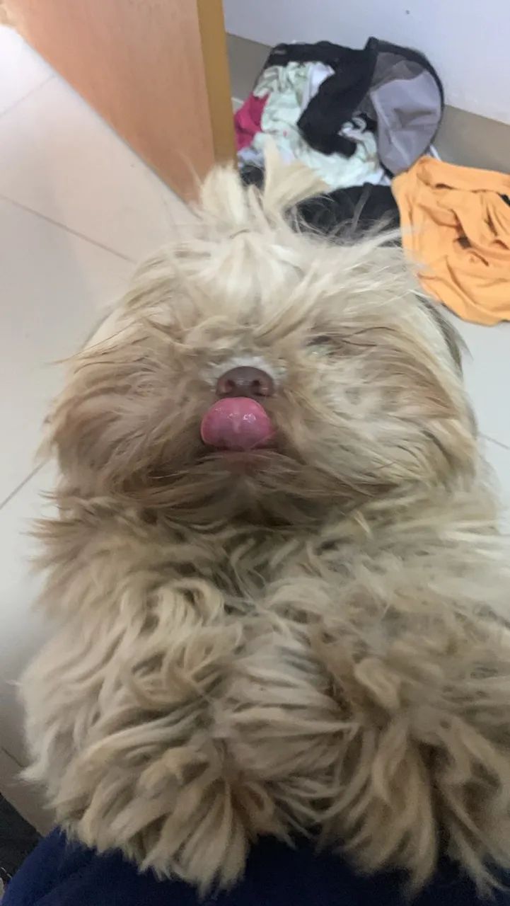 Shitzu (PARA COBERTURA) 
