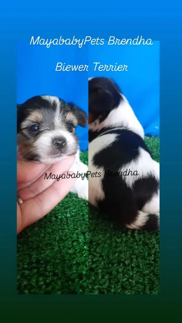 Biewer Terrier Babys Machos  - Foto 2