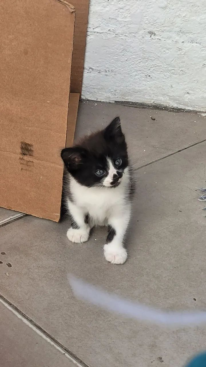 Gatinho - Foto 2