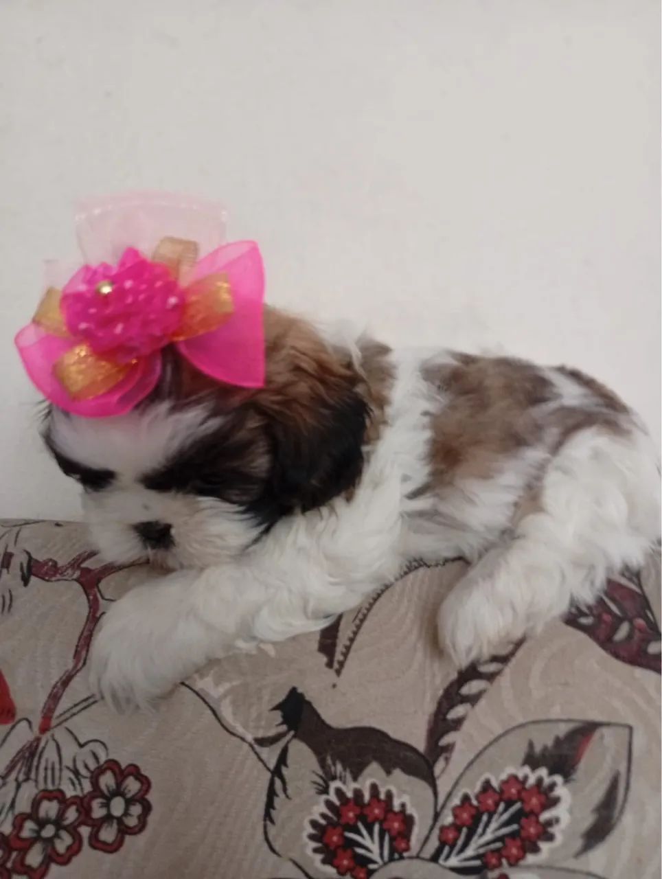 Shih-tzu com 52 dias fêmea vacinado e vermifugado 