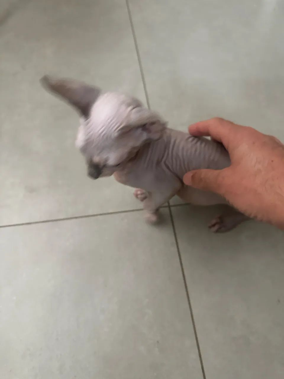 Gato Sphynx - Foto 2