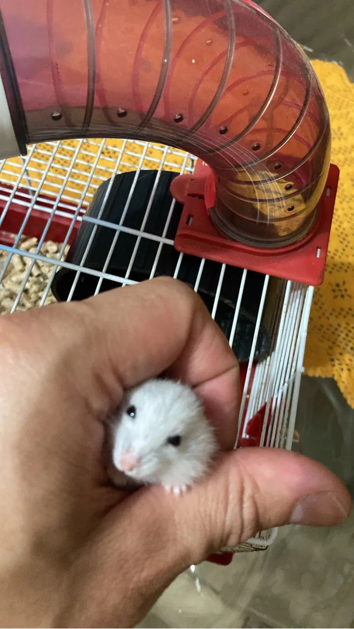 Hamster Anão * - Foto 2