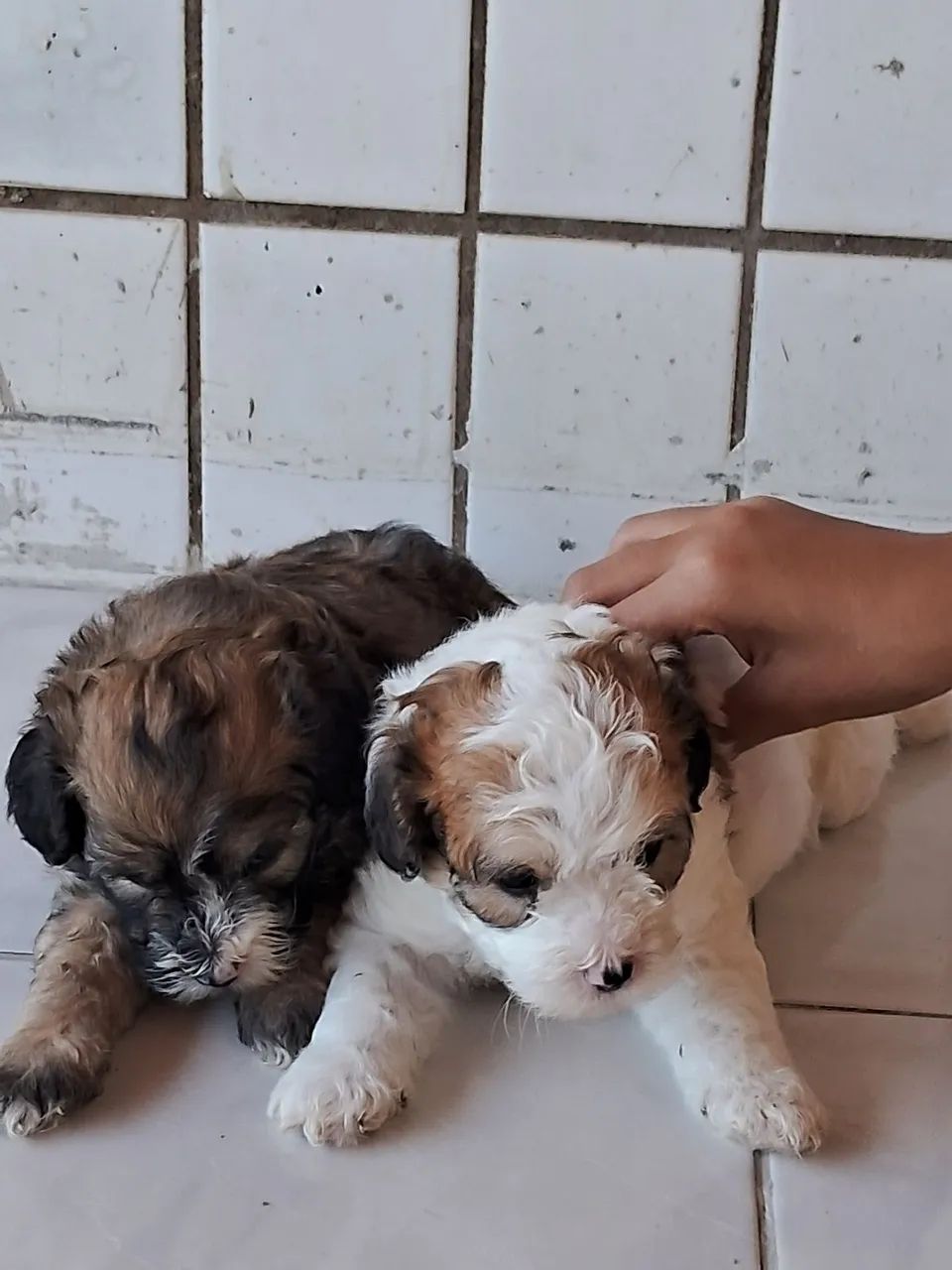 Cachorros poddle com Maltes