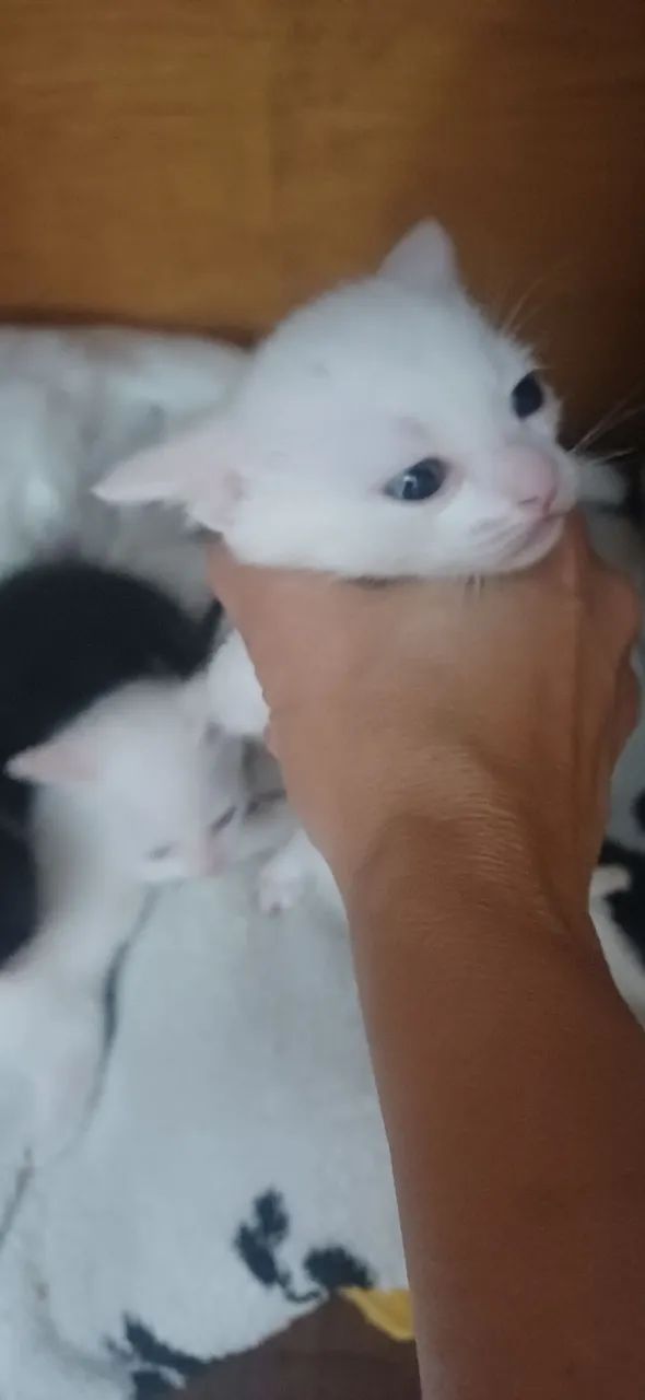 Doa se gatinhos - Foto 4