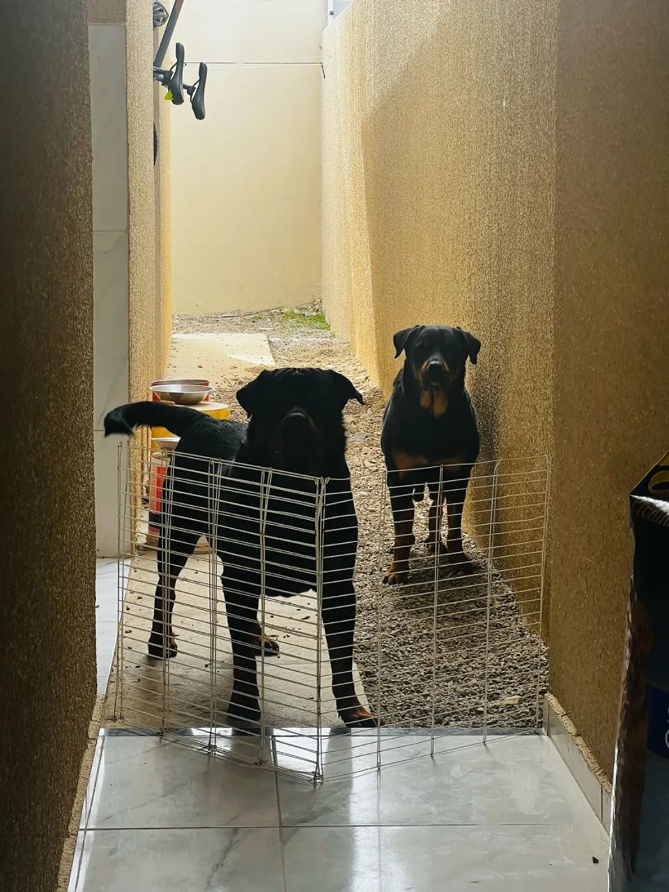 Filhote de Rottweiler  - Foto 4