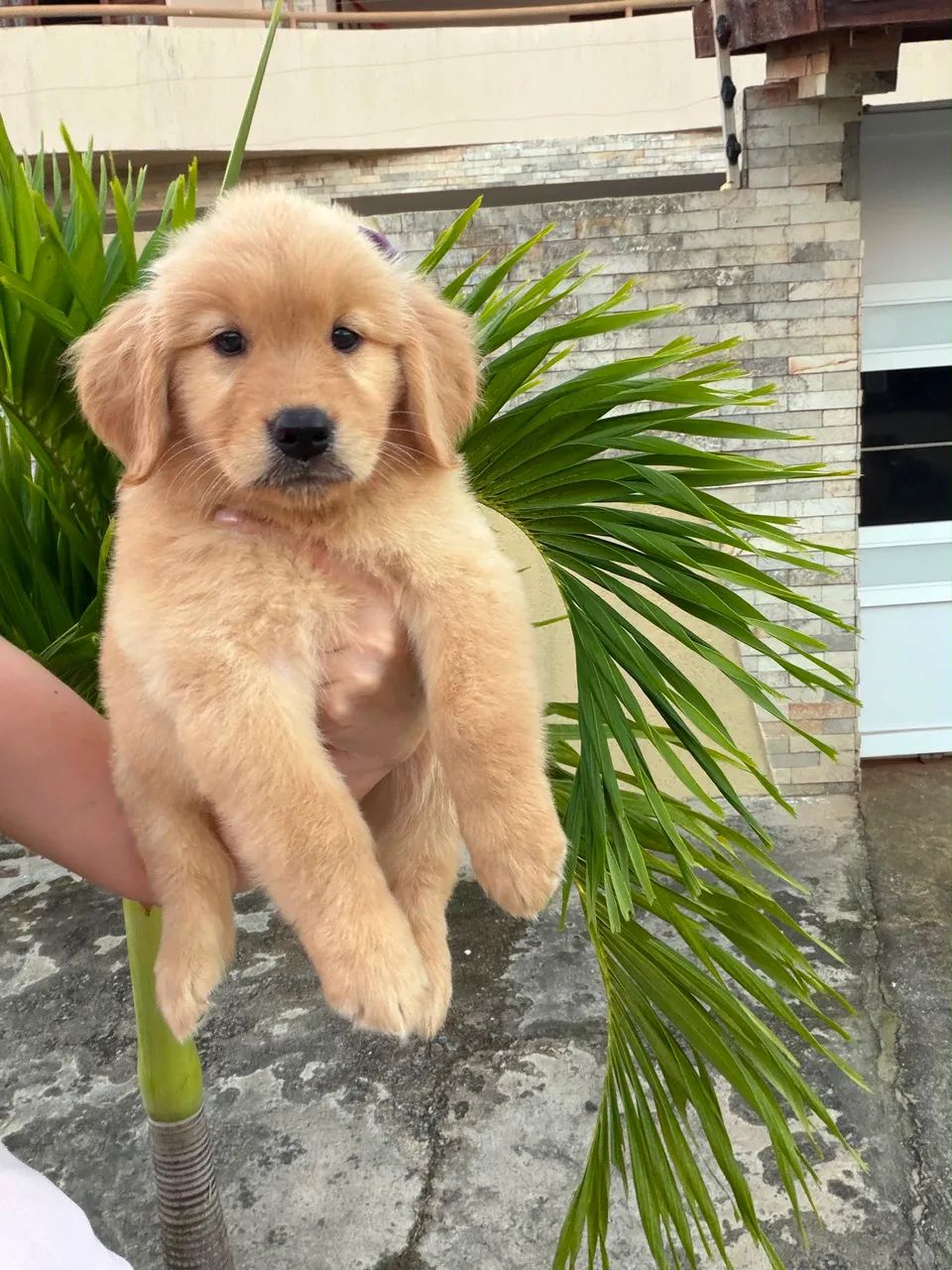 Golden retriever  - Foto 4