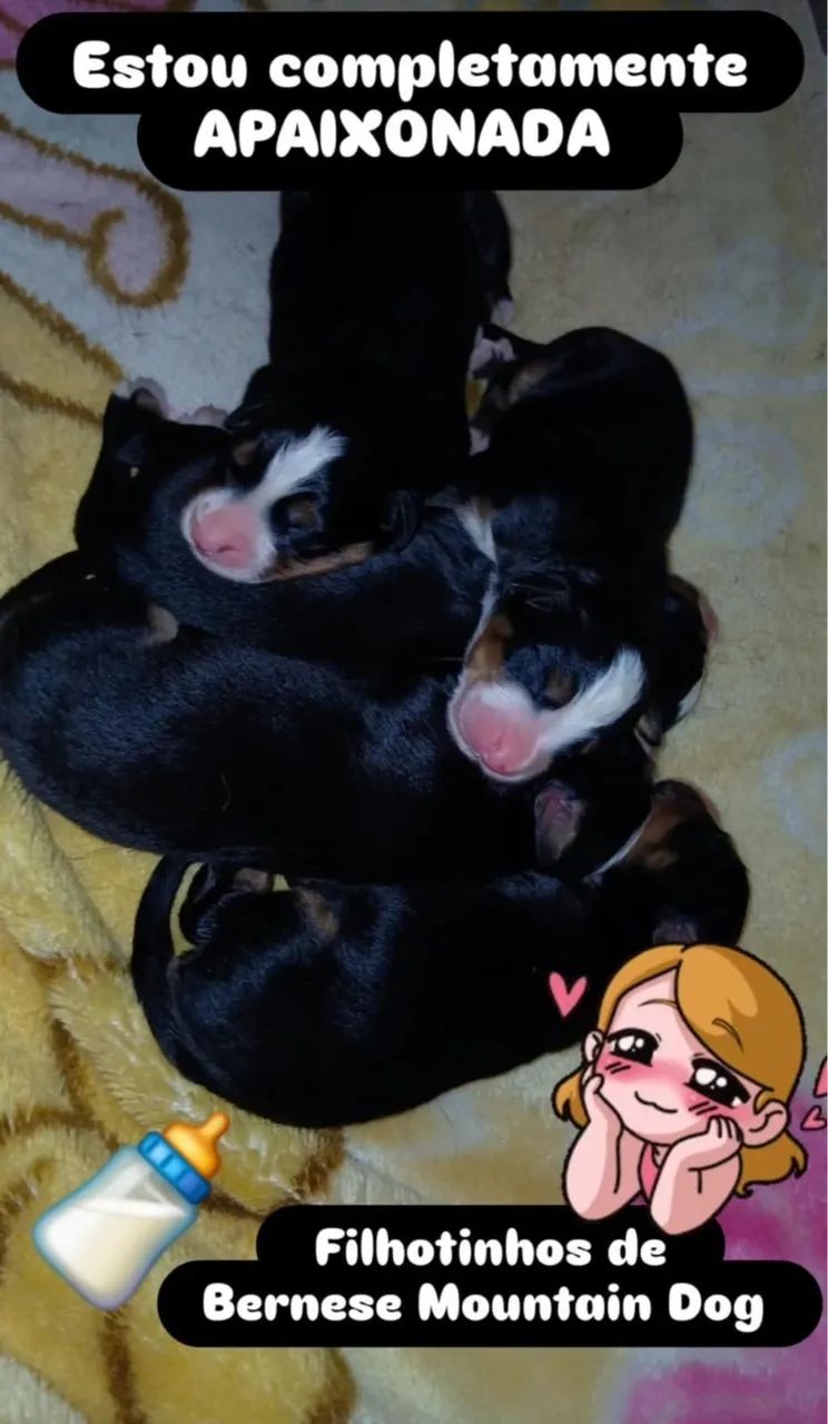 Filhotes Bernese 