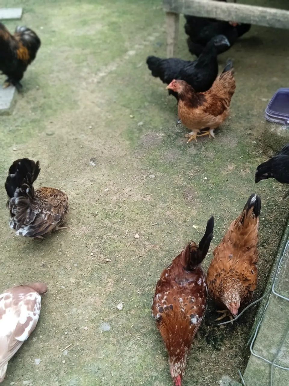 Galinhas  - Foto 2