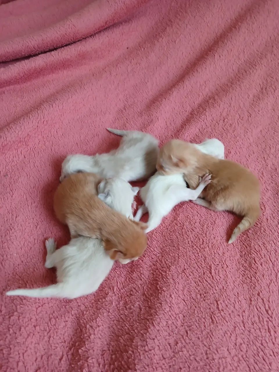 Tenho gatinhas persas