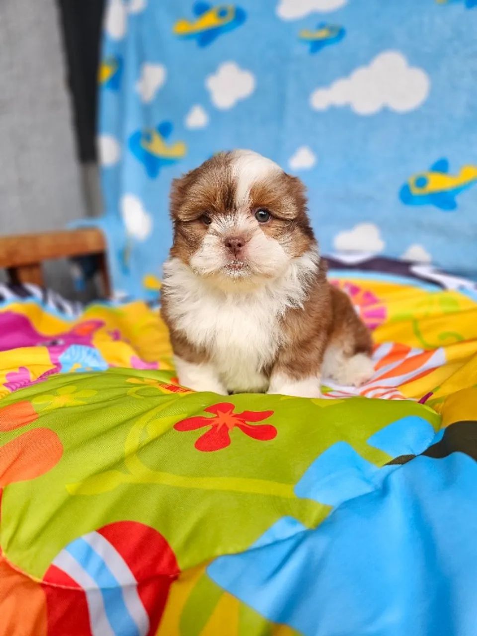 Baby Shih Tzu/ Shitzu filhotes alegres e mansos com pedigree macho e fêmea vacinados