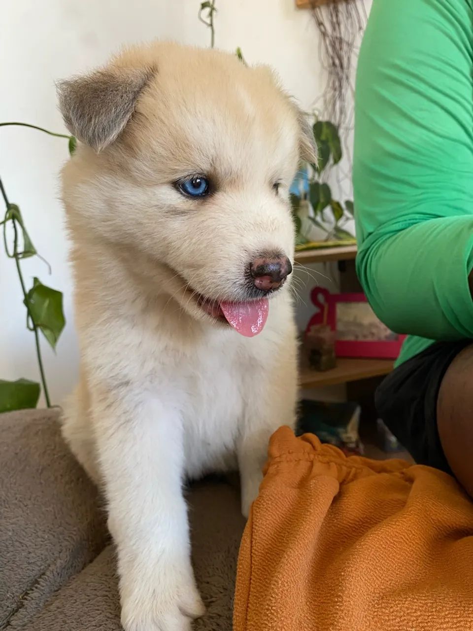 Filhotes de husky siberiano  - Foto 2