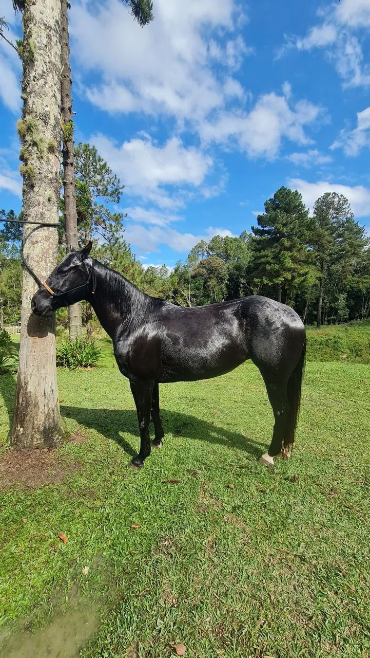 Égua Quarto de Milha Linda - Foto 4
