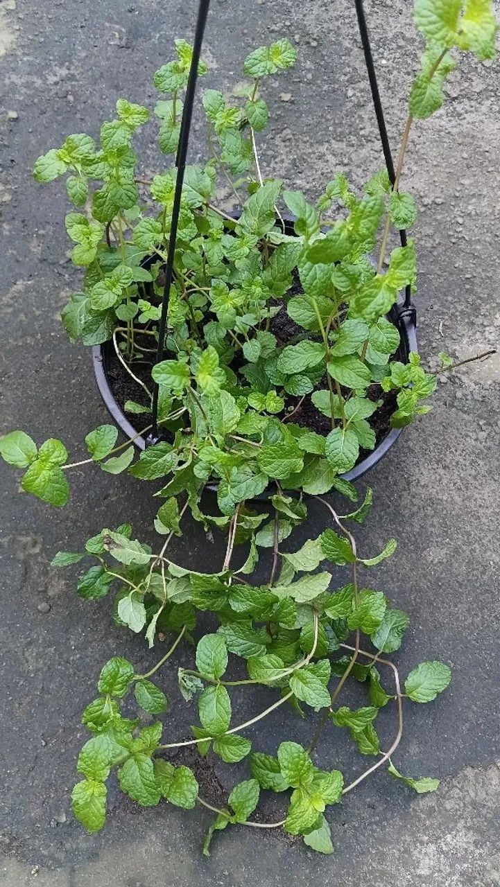 Plantas pendentes  - Foto 2