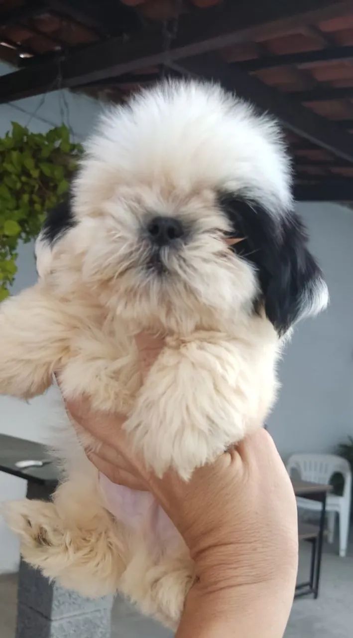 Vendo Shitzu macho micro ? - Foto 5